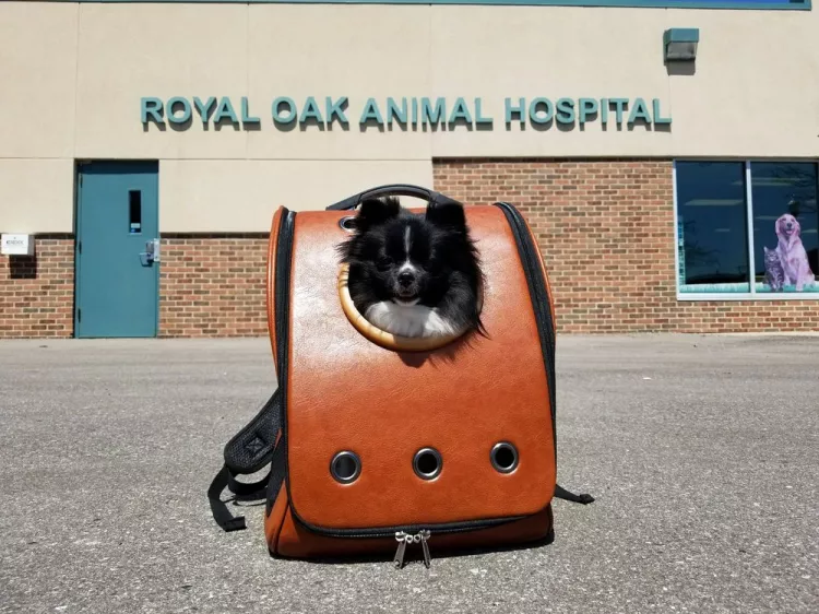 Royal Oak Animal Hospital, Michigan, Royal Oak